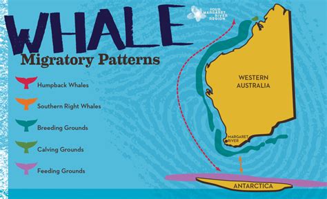 whale-migration-map-western-australia | Langports