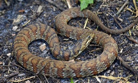 4 Water Snakes In North Carolina - Wiki Point