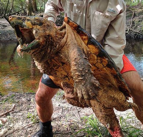 Encuentro misterioso: Asombroso híbrido con cabeza de tortuga y cuerpo ...