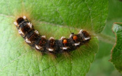 Maine People Urged to Take Precautions Against Browntail Moth Hairs ...