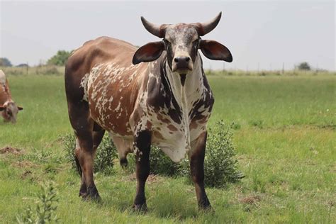 Nguni Cattle - A-Z Animals