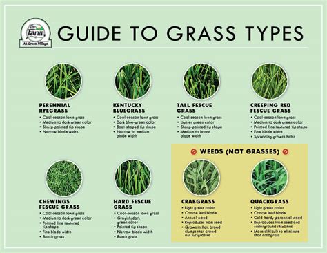 Types Of Grass – Melnor,, 40% OFF