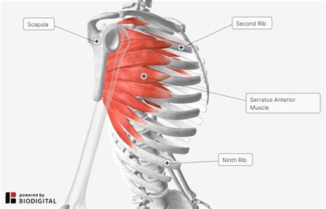 3 Top Exercises to Activate and Strengthen Your Serratus Anterior ...