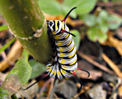 Queen Butterfly Caterpillar | Project Noah