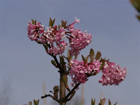 Viburnum ×bodnantense 'Dawn' | Viburnum ×bodnantense 'Dawn' - Van den ...