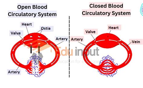 Difference Between Open And Closed Circulatory System - Bank2home.com