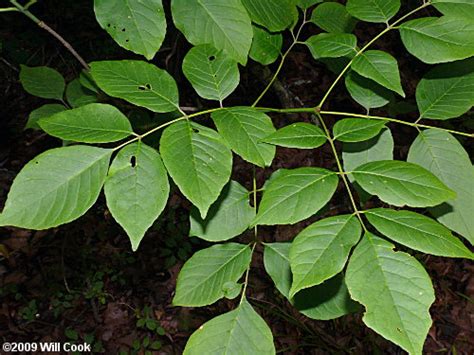 White Ash (Fraxinus americana)