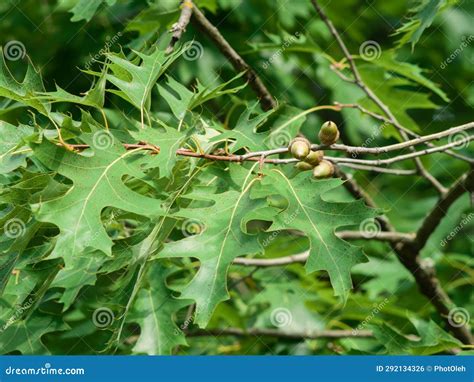 Acorns and Leaves of Northern Red Oak Stock Photo - Image of season ...