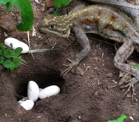 reptile eggs - Google Search | Young animal, Reptile eggs, Lizard