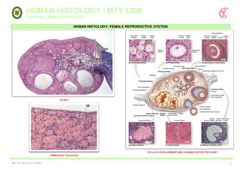 Histology Of Female Reproductive System Schemes And Mind Maps Anatomy ...