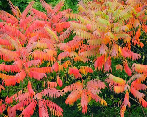 Selep Imaging Blog: Kaleidoscope Part 2 - Sumac in fall