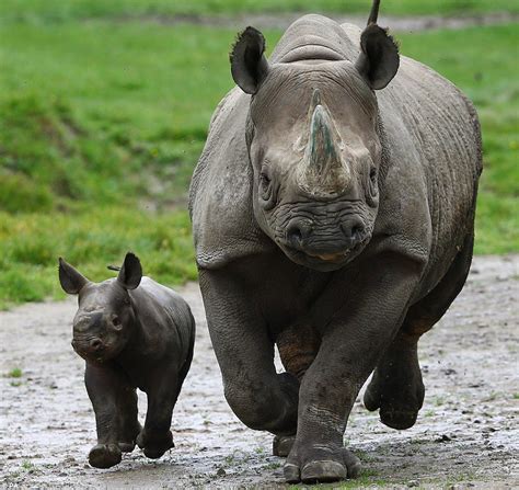 Baby black rhino is first born at Howletts Wild Animal Park in its 40 ...