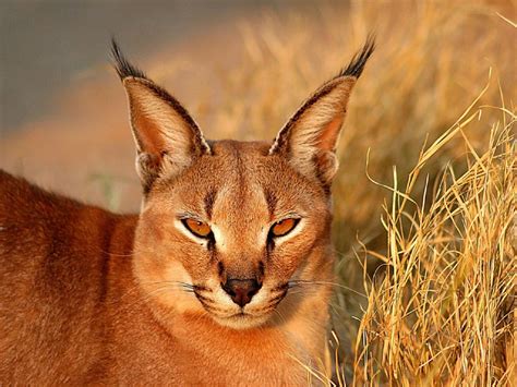 Caracal Wallpapers Images Photos Pictures Backgrounds