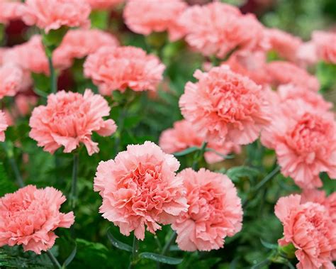 How to Grow Carnations | Yates Australia