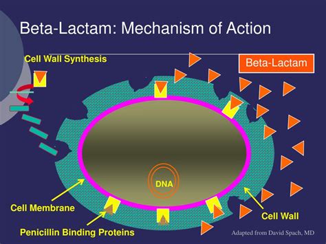 PPT - Antibiotic Basics PowerPoint Presentation, free download - ID:2998851