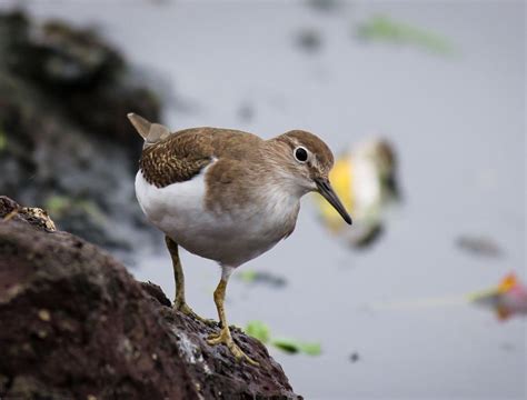 Common Sandpiper - The Australian Museum