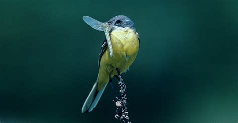 Insectivorous birds consume annually as much energy as the city of New ...