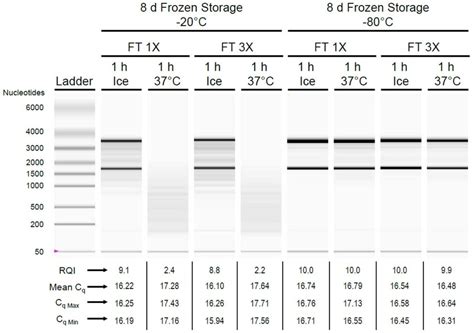 | Cell-lysate RNA stability following frozen storage and stress at ...