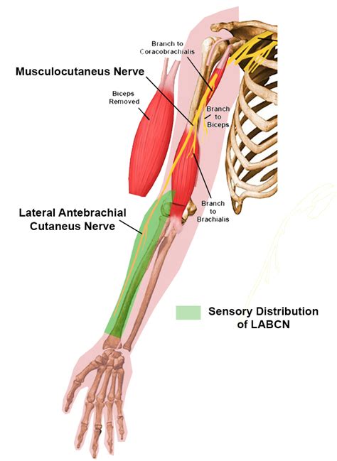 Lateral Antebrachial Cutaneus Nerve - Anatomy - Medbullets Step 1