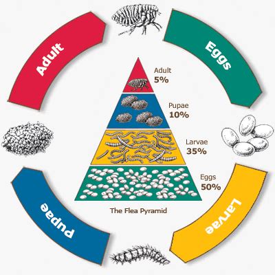 Stages Of Fleas Life Cycle