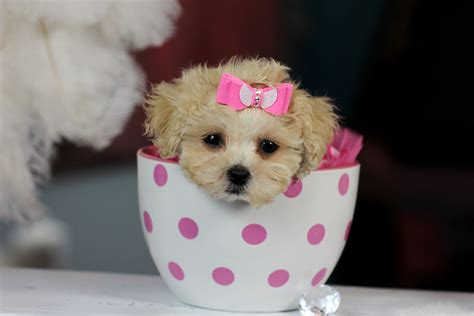 ♥♥♥ Teacup Poodle's! ♥♥♥ Bring This Perfect Baby Home Today! Call 954 ...