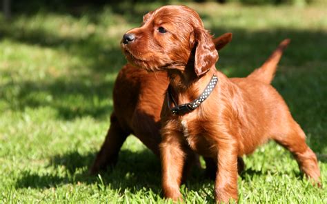 Irish Setter Dog Info, Puppies, Temperament, Mixes, Pictures