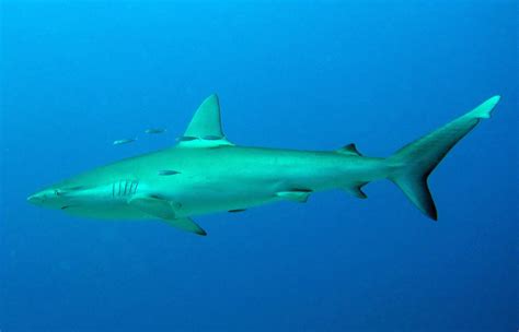 Galapagos shark | Size, Diet, Habitat, Facts, & Attacks | Britannica