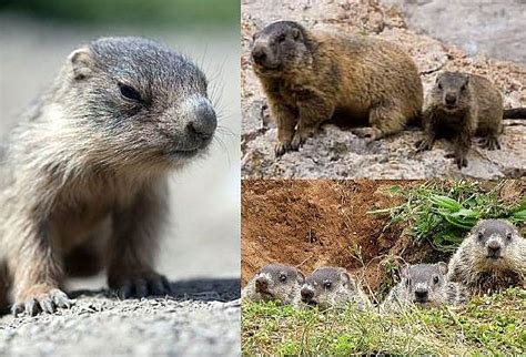 Groundhog Baby - Animal Facts Encyclopedia