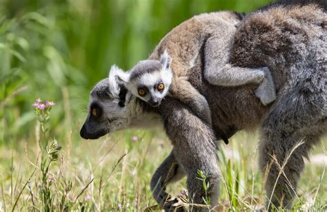 | Taronga Conservation Society Australia