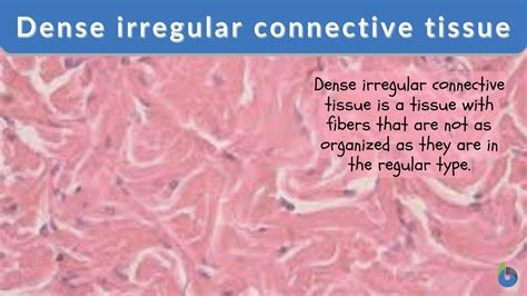 Elastic Connective Tissue Slide