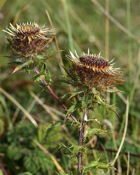 Carlina vulgaris (Carline Thistle) - Hugh Knott