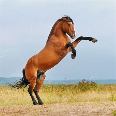 Bay horse rearing up on the meadow — Stock Photo © vikarus #7707044