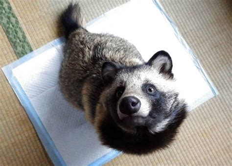 Japan's Pet-Raccoon Craze Threatens Its Wild Raccoon Dogs (Like Tanu ...