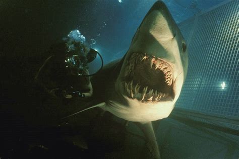 Retrospective: Deep Blue Sea At 20 — THE DAILY JAWS