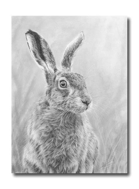 Nolon Stacey - A Pencil Artist's Blog: New hare drawing