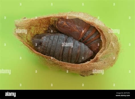 Small emperor moth (Saturnia pavonia), cocoon cut open, special form ...