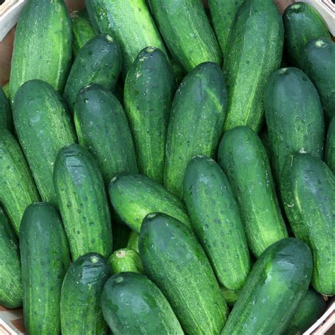 Top 7 Where To Buy Pickling Cucumbers