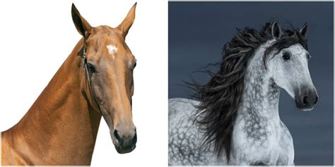 Mane Or No Mane? The Pros And Cons Of Roached Manes