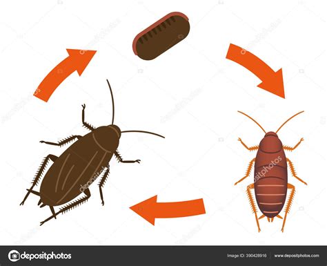 Diagrama Que Muestra Ciclo Vida Ilustración Cucarachas vector, gráfico ...