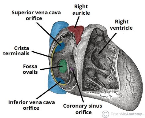 Chambers of the Heart - Atria - Ventricles - TeachMeAnatomy