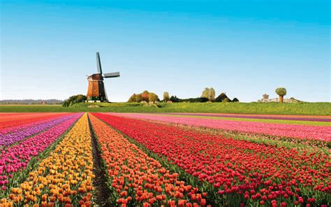 Keukenhof Flower Fields Tour | Best Flower Site