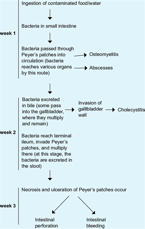 Mechanism of surgical complications of typhoid fever. | Download ...