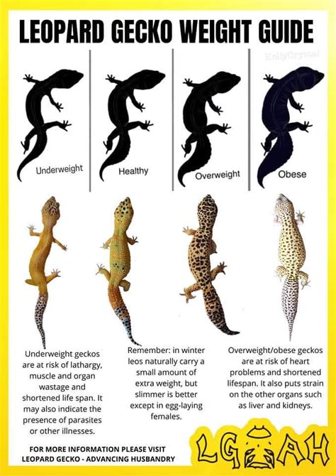 Visual Guide: Leopard Gecko Weight and Size : r/leopardgeckosadvanced