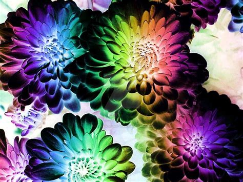 Color Flowers Negative by lauren-marie-42 on DeviantArt