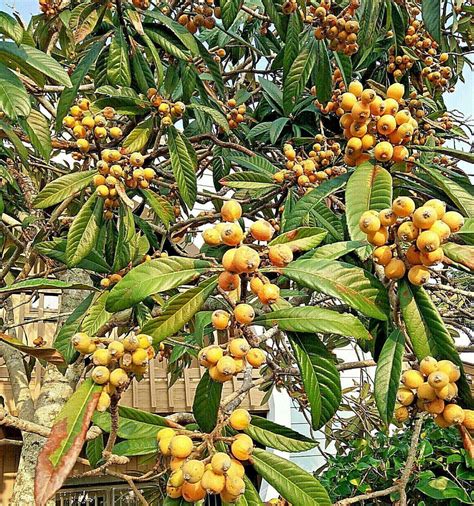 10 Loquat Tree Seeds – Seed World