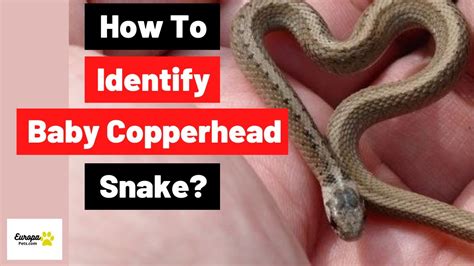 Baby Copperhead: How to identify Baby Copperhead Snake? - YouTube