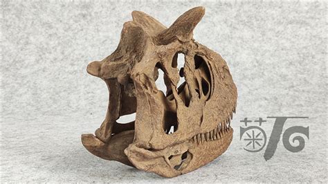 1/4 Carnotaurus Skull Skeleton Model – Lana Time Shop