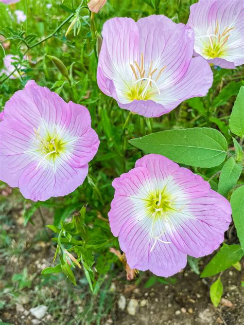 Beautiful Flower Farms in Texas for Flower Picking (2024) - VERY TRULY ...