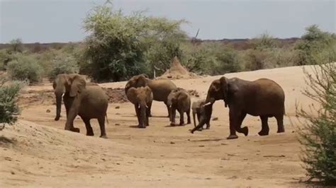 Elephants - Erindi Private Game Reserve - YouTube