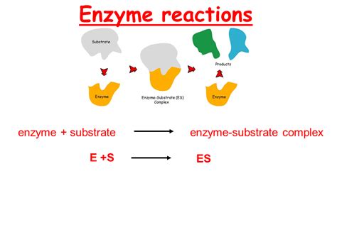 Enzymes models of action - Presentation Biology